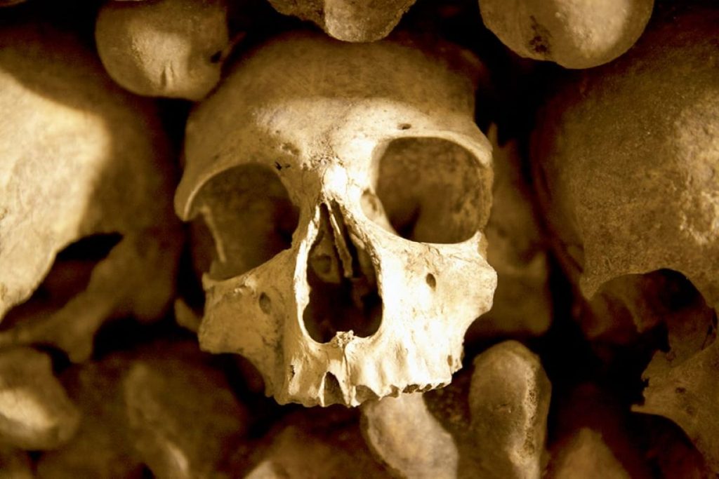 close-up of skull