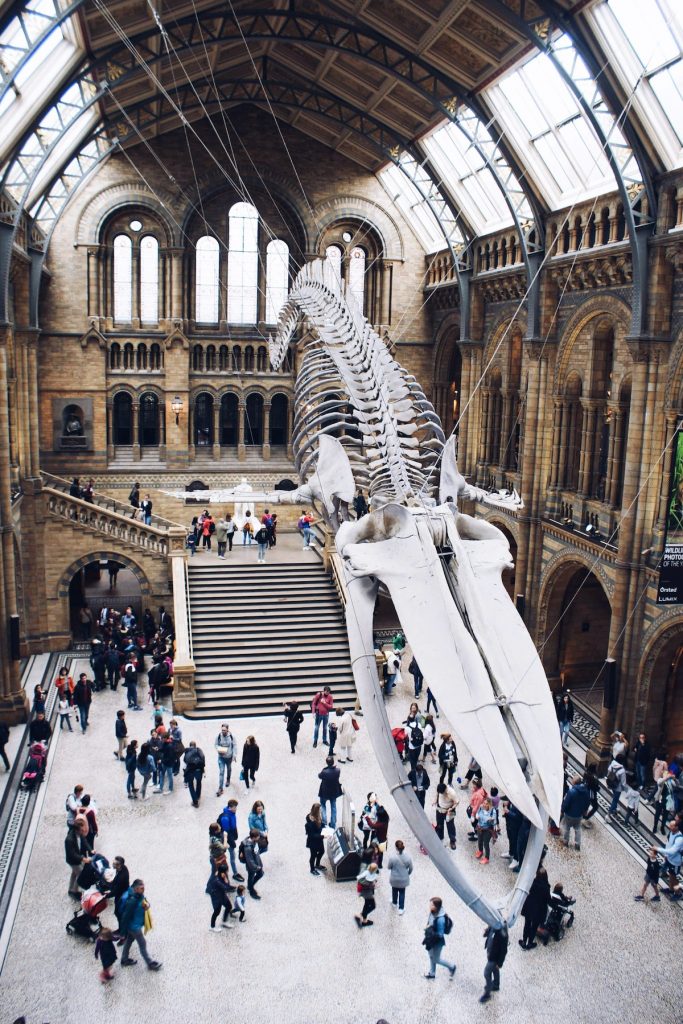 Megalodon skeleton inside Natural History Museum, a top London museum.