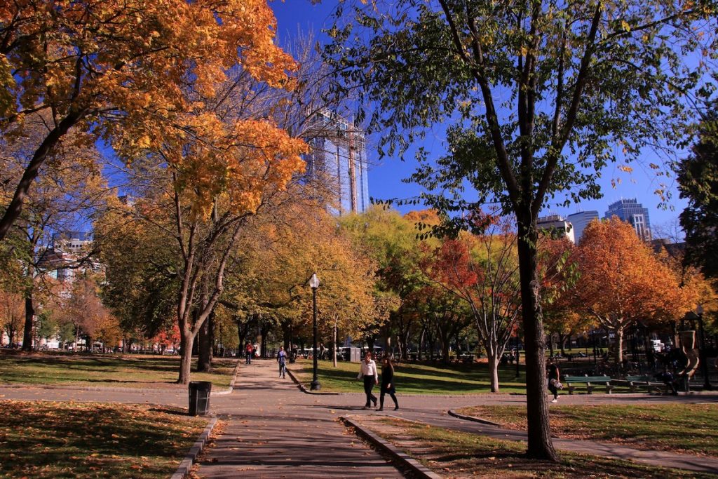 Several people stroll a paved path in Boston Common, surrounded by vibrant autumn foliage and city skyscrapers beneath a clear blue sky.