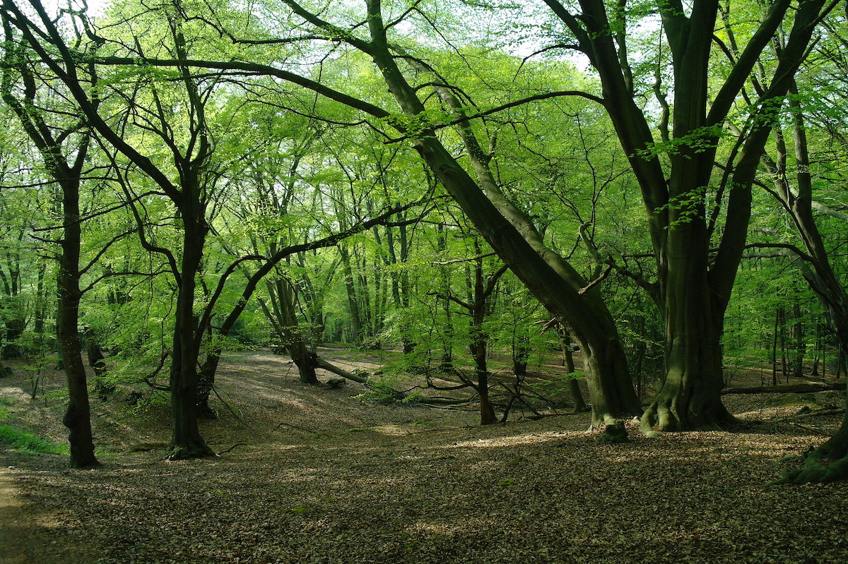 Epping Forest