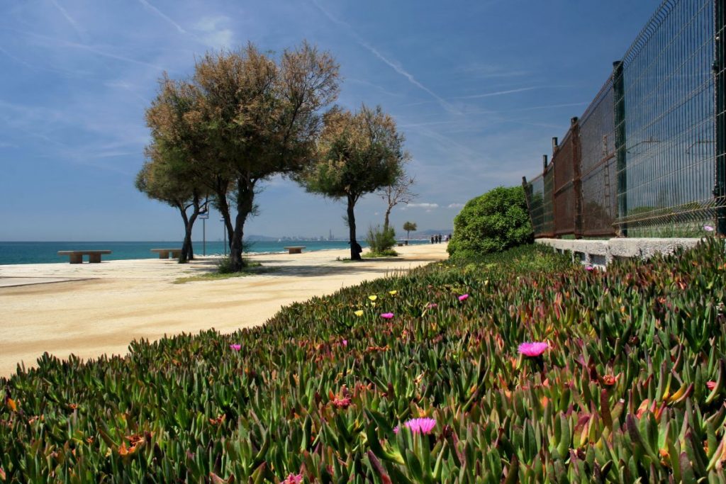 People stroll along a sandy, tree-lined promenade in Sitges,m one of the best beach towns near Barcelona, bordered by pink flowers and green succulents, overlooking the sea.