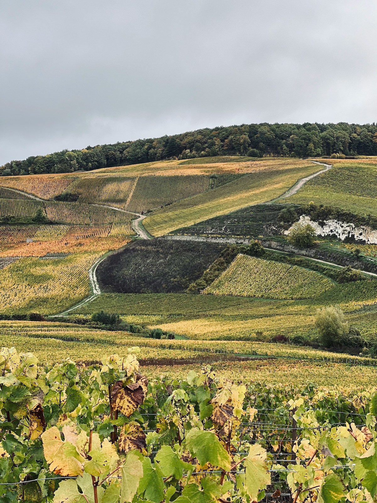 Visiting Champagne vineyards